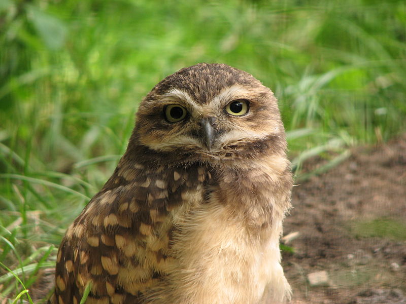 Burrowing Owl Burrowing Owl